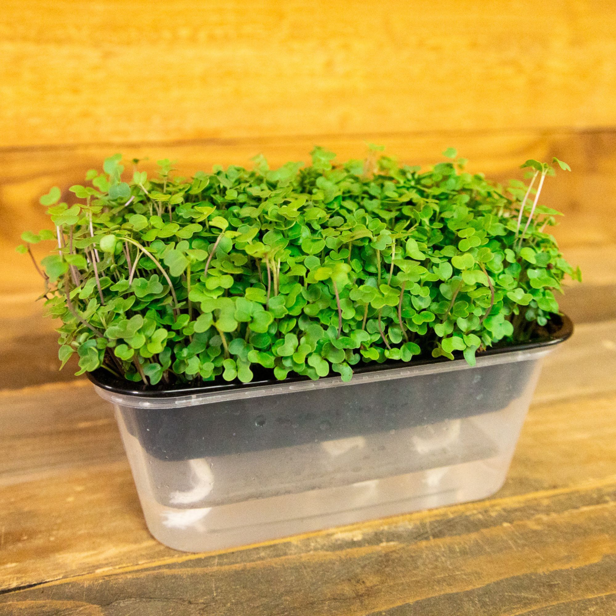 Organic Superfoods Microgreens Mix - 4 Oz ~40,320 Seeds - Buy Non-GMO Farm, Gardening Seeds Online - Broccoli, Kohlrabi, Collard